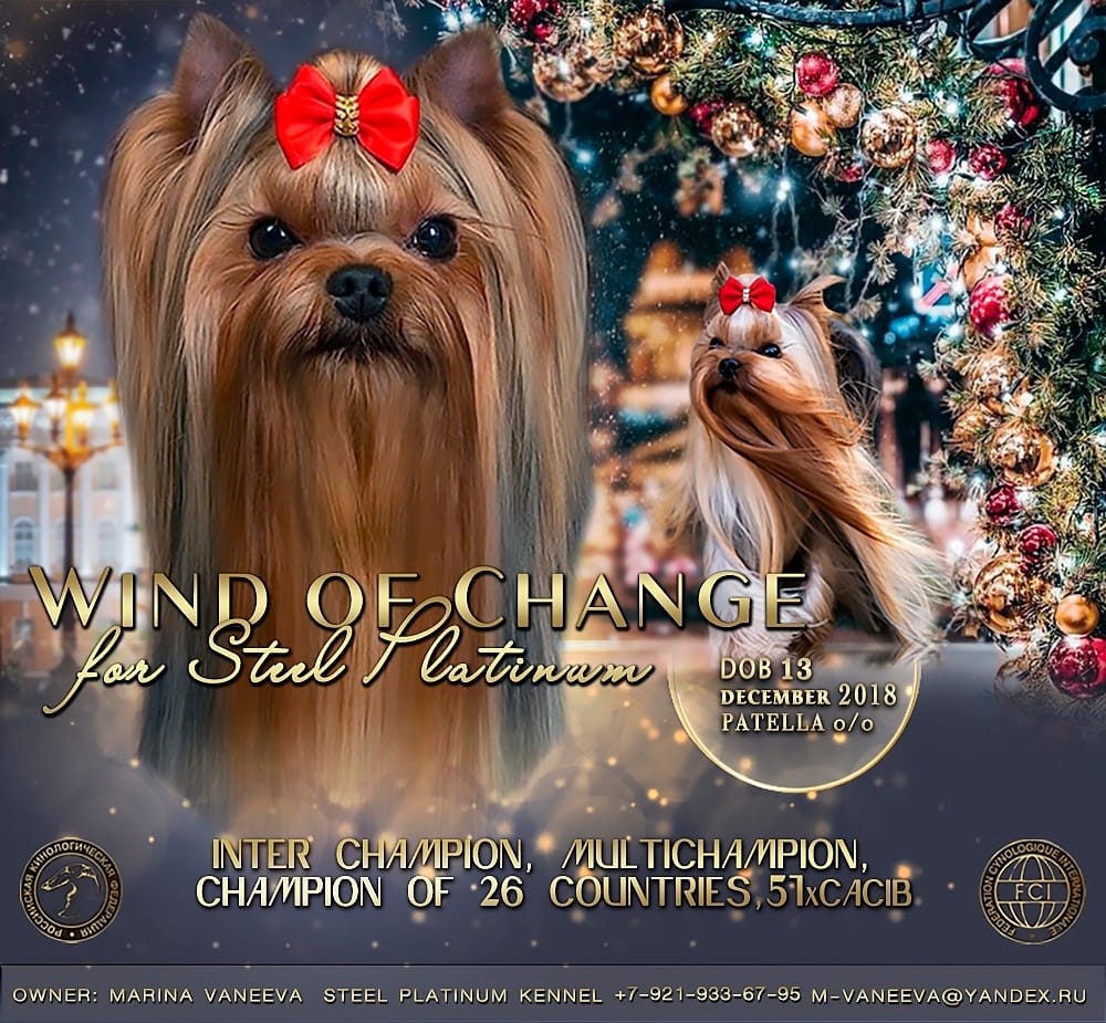  Wind Of Change For Steel Platinum — Labaza DogPedigree YorkshireTerrier